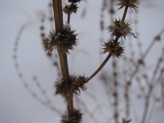Leonurus quinquelobatus