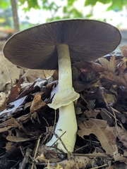 Agaricus reducibulbus