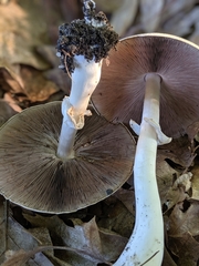 Agaricus reducibulbus