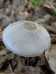Agaricus reducibulbus