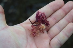 Coccotylus truncatus