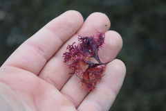 Coccotylus truncatus