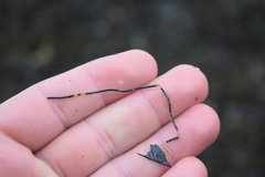 Chaetomorpha melagonium