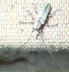 Prosopocera maculosa