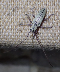 Prosopocera maculosa