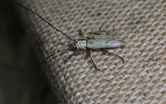 Prosopocera maculosa