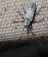 Prosopocera maculosa