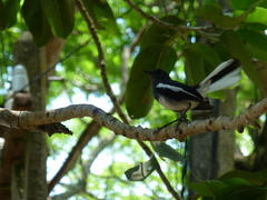 Copsychus saularis ceylonensis