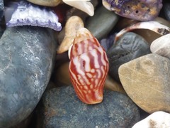 Pardalinops testudinaria