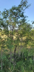 Vachellia bidwillii