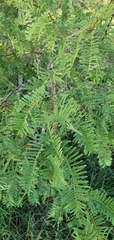 Vachellia bidwillii