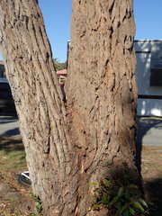 Eucalyptus paniculata