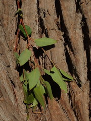 Eucalyptus paniculata