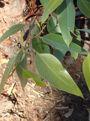 Eucalyptus paniculata