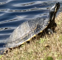 Trachemys scripta