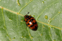 Mycotretus ornatus