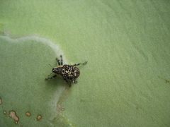 Peltophorus polymitus