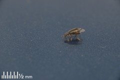Lemidia