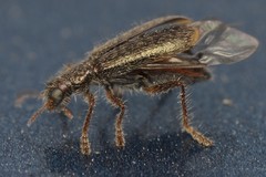 Lemidia