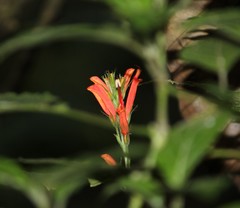 Hansteinia blepharorhachis