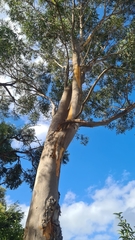Eucalyptus punctata