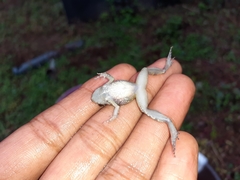 Arthroleptis poecilonotus