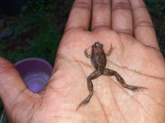 Arthroleptis poecilonotus