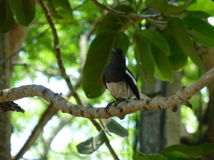 Copsychus saularis ceylonensis