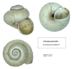 Valvata piscinalis