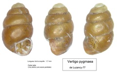 Vertigo pygmaea