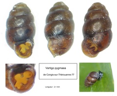 Vertigo pygmaea