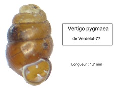 Vertigo pygmaea
