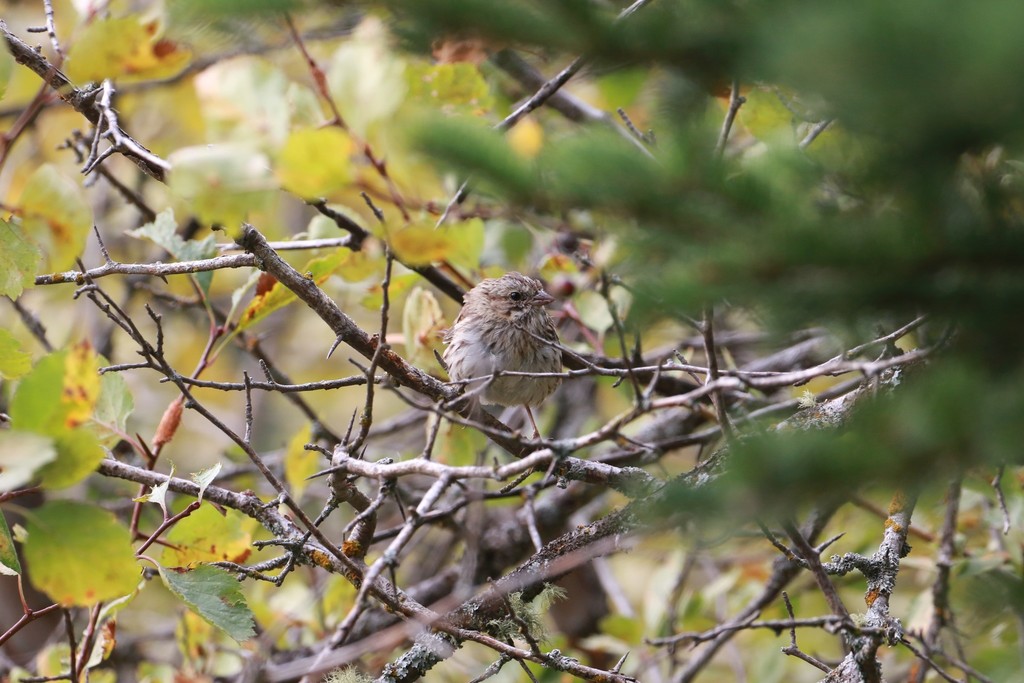 Song Sparrow from Highland Trail Centre Block Cypress Hills