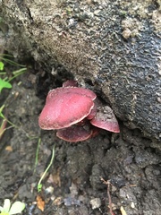 Tubaria vinicolor