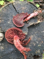 Tubaria vinicolor