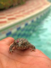 Rhinella beebei