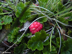 Rubus geoides