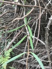 Periploca