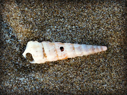Turritella maculata