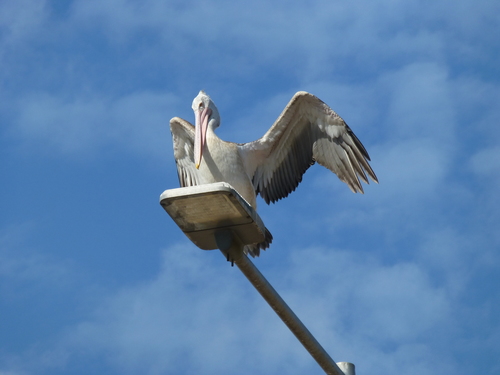 Pelecanus philippensis