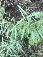 Periploca