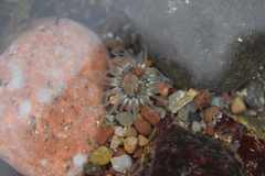 Aulactinia stella