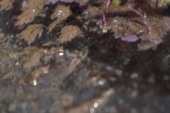 Amphipholis squamata