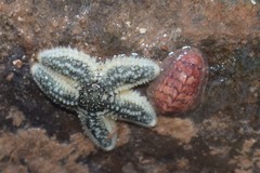 Boreochiton ruber