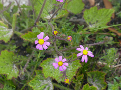 Senecio elegans