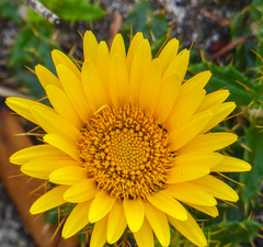 Berkheya barbata