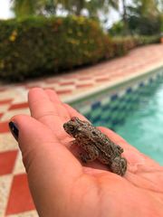 Rhinella beebei