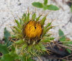 Berkheya barbata