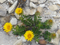 Berkheya barbata