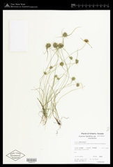 Cyperus lupulinus macilentus